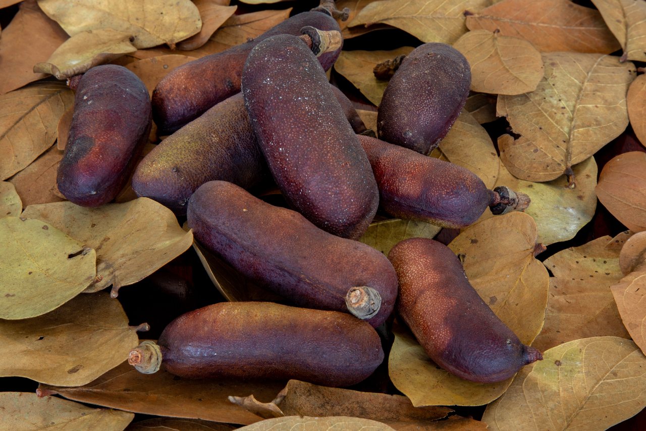 Casca de jatobá emagrece? Conheça o alimento