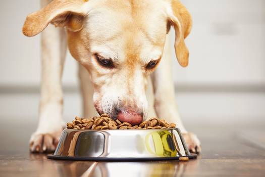 Comer ração de cachorro faz mal a saúde? Entenda os riscos da nova tendência do TikTok