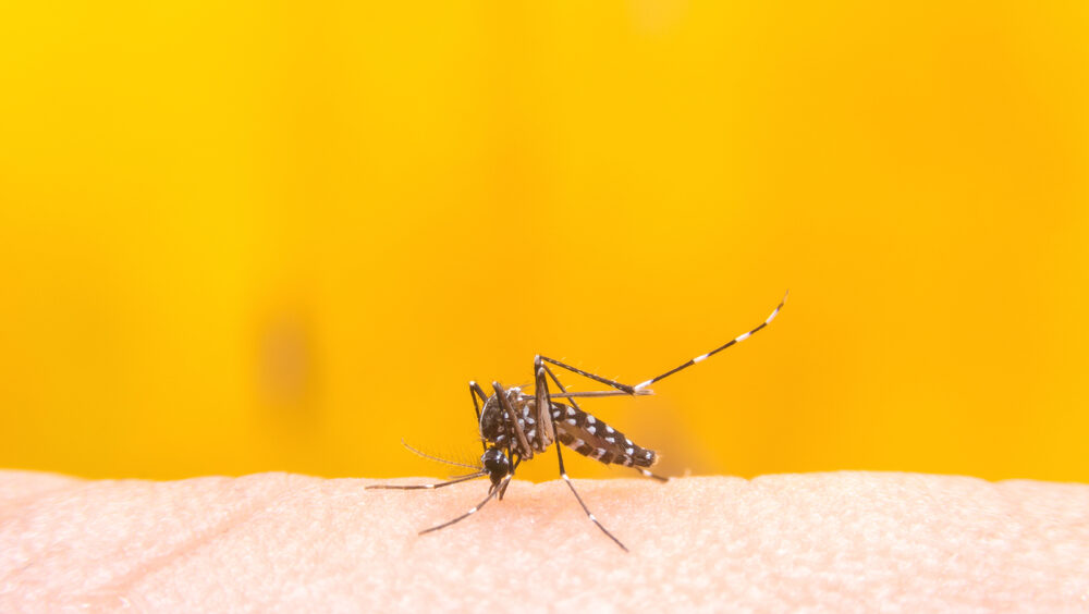 dengue em são paulo testes de dengue
