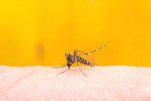 Dengue em São Paulo: alta de casos no trimestre supera 2019