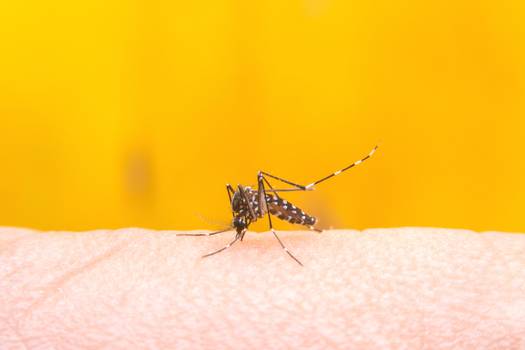 Testes de dengue: como funcionam e qual o mais indicado para cada fase da doença?