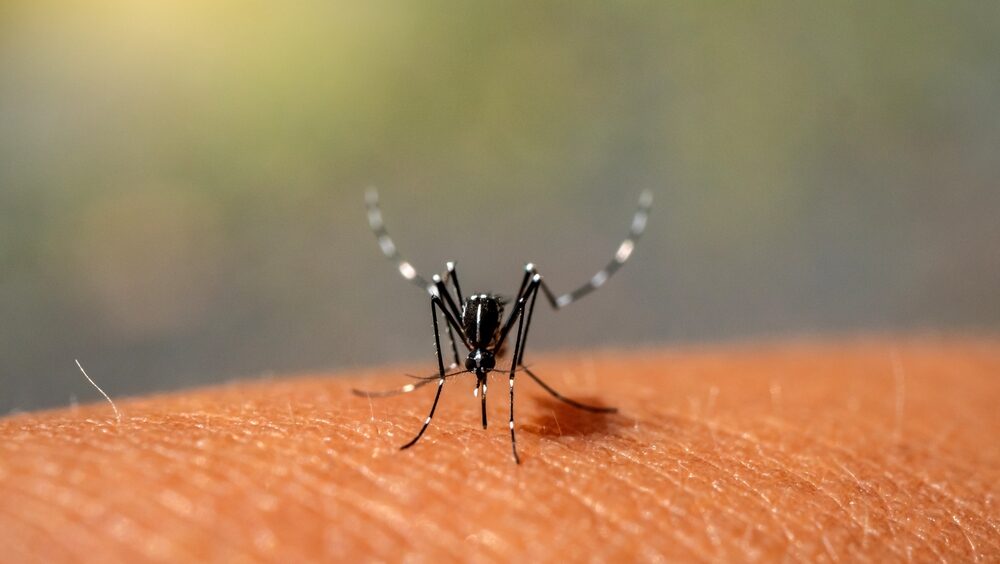 Fiocruz vai produzir mosquitos