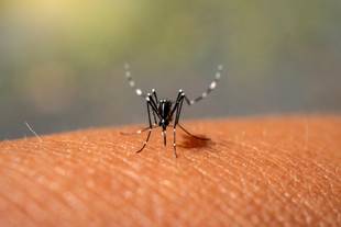 Fiocruz vai produzir mosquitos de combate à dengue. Entenda