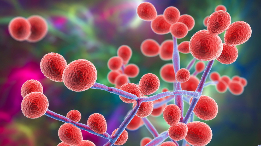 Fungo mortal resistente à medicamentos se espalha nos EUA