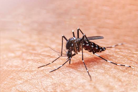 Dengue tipo 3: pesquisadores alertam para a volta da doença no Brasil