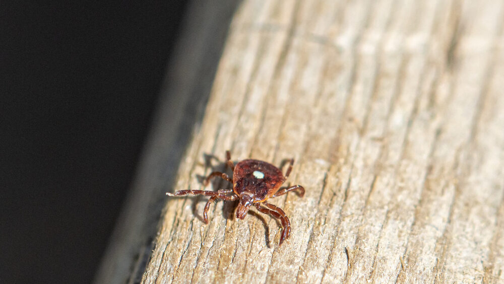 febre maculosa em SP