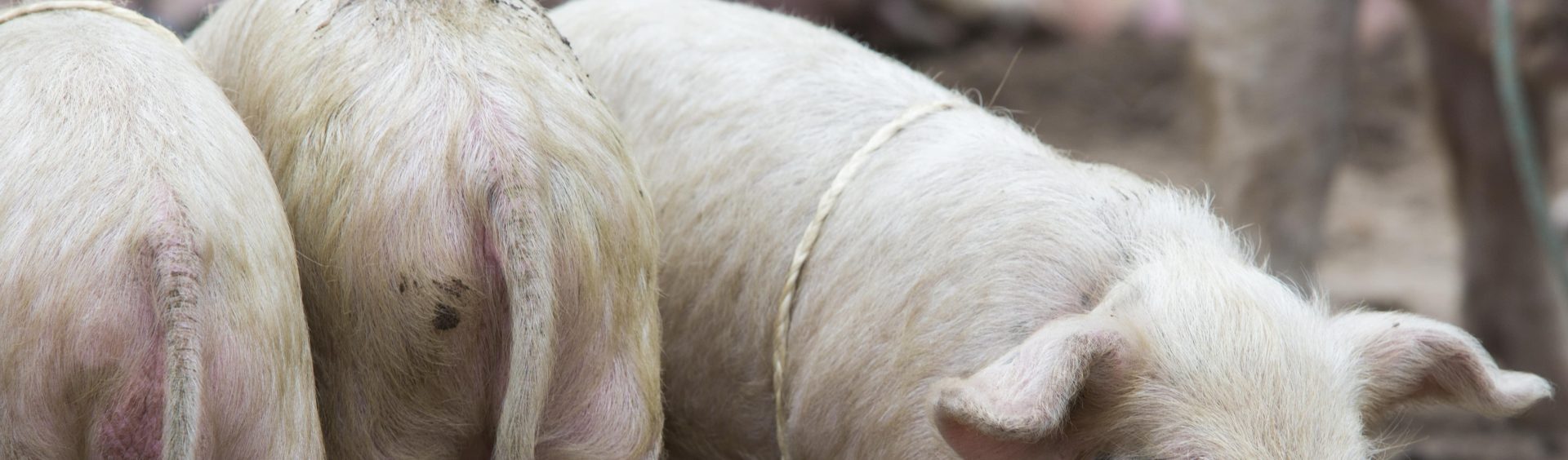 porcos em um chiqueiro