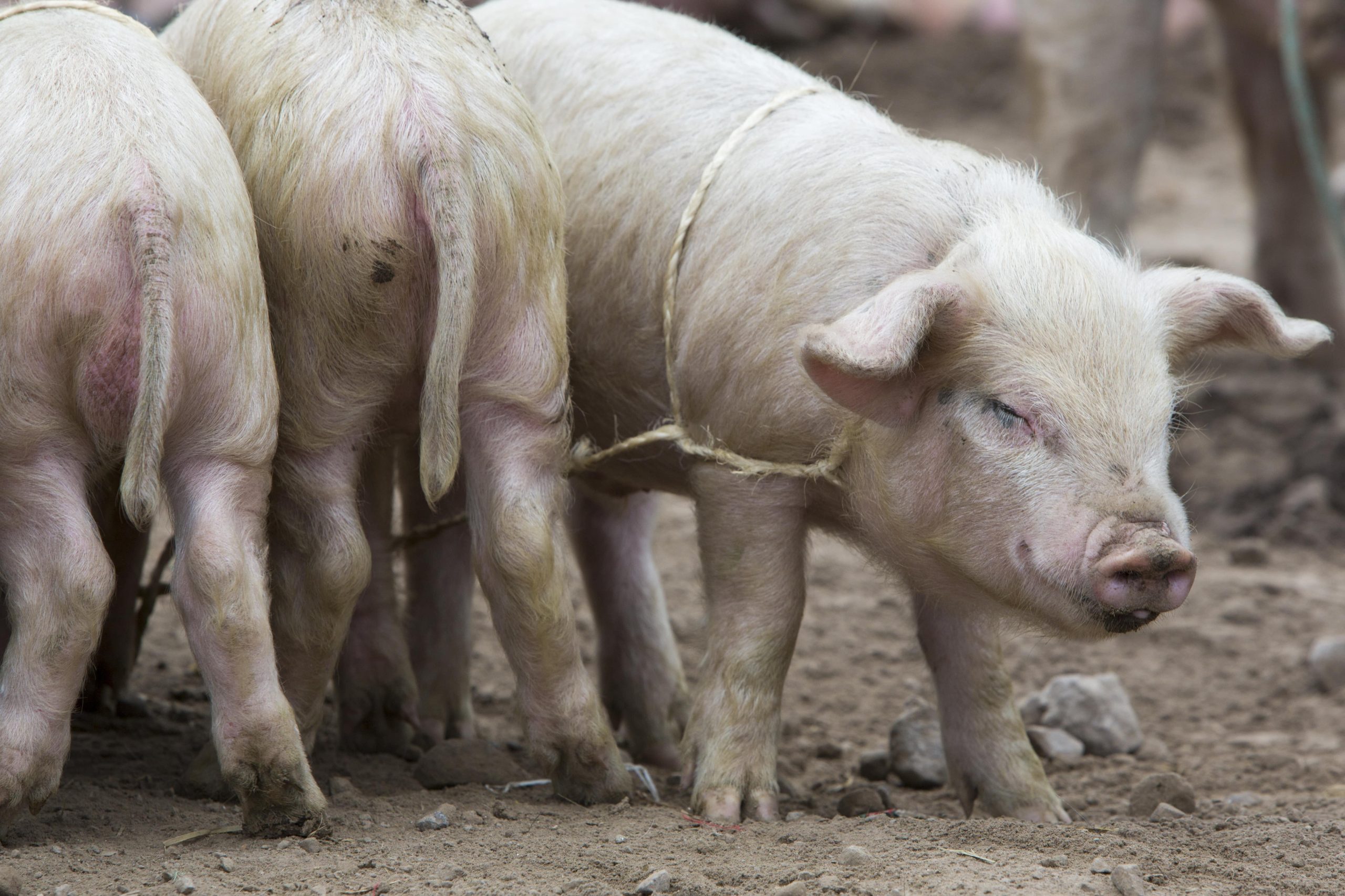 EUA vão investigar caso de morte por gripe suína no Paraná