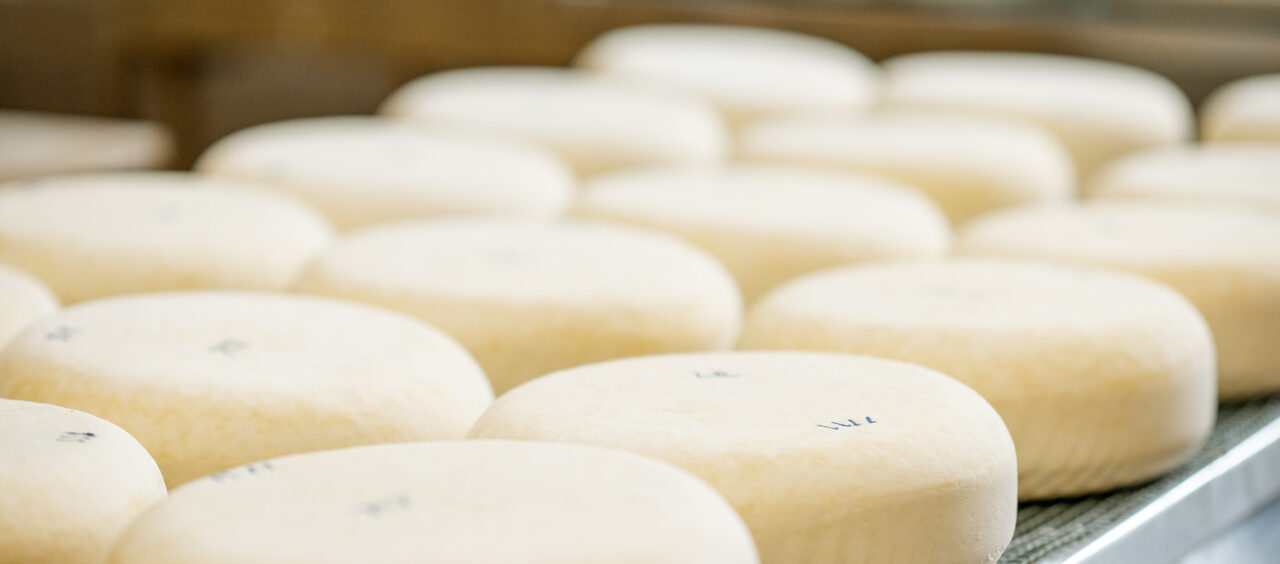 bandeja com muitos queijos em formato de disco