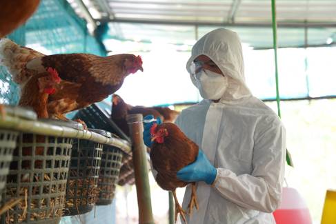 Gripe aviária: o que é e quais os riscos para os seres humanos?