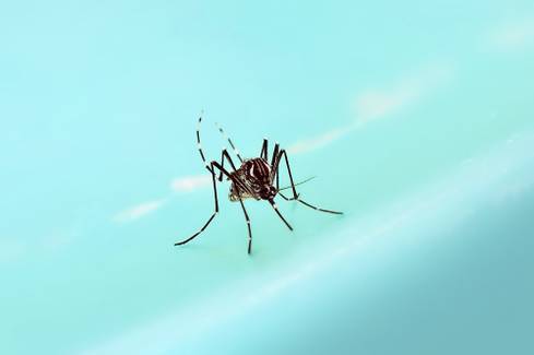 El Niño pode aumentar casos de doenças virais como a dengue, alerta a OMS