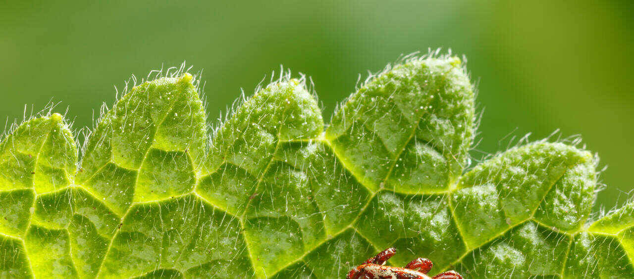 foto de um carrapato-estrela em cima de uma folha verde, um hospedeiro da bactéria que causa a febre maculosa