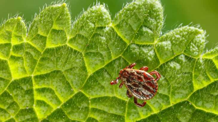 foto de um carrapato-estrela em cima de uma folha verde, um hospedeiro da bactéria que causa a febre maculosa