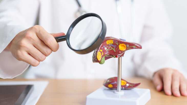 médico com uma lupa sobre uma pequena estátua em forma de fígado