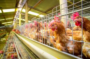Casos de gripe aviária em SP: estado declara emergência zoossanitária