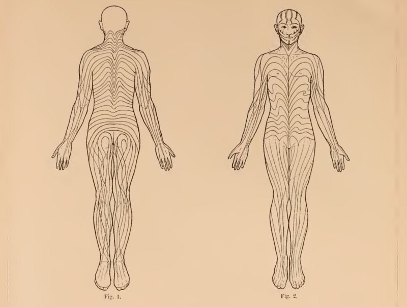 ilustração mostrando onde ficam as linhas de Blaschko no corpo humano