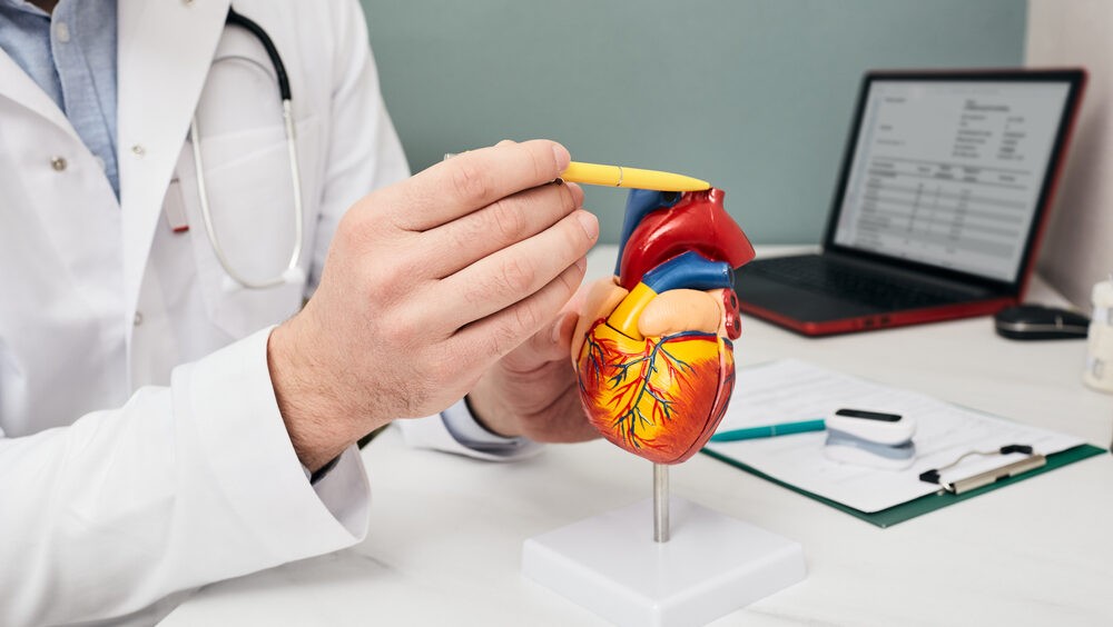 médico mostrando estrutura do coração