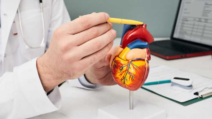 médico mostrando estrutura do coração