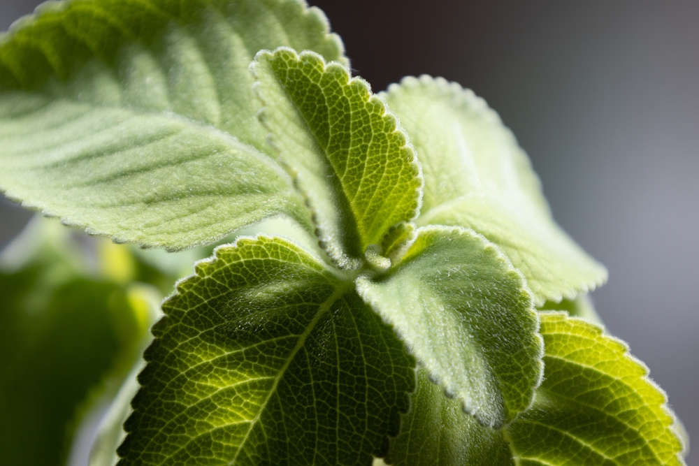 Boldo faz mal para o coração? Nutricionista explica