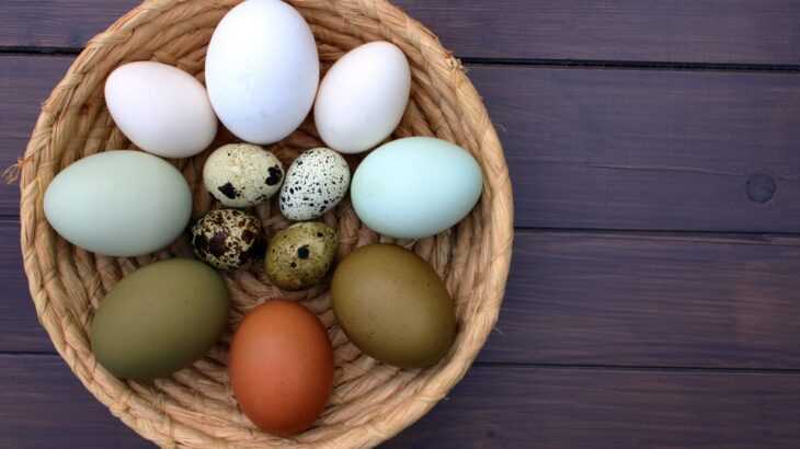 Qual ovo é o mais nutritivo