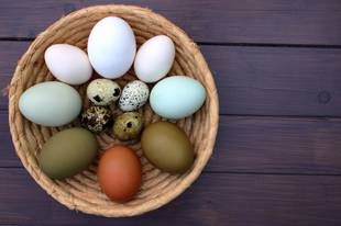 Qual ovo é o mais nutritivo: galinha, pata ou codorna?