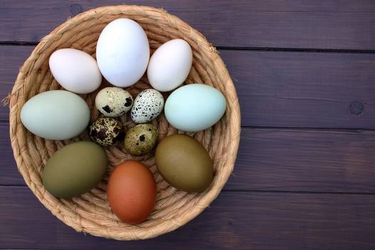 Qual ovo é o mais nutritivo: galinha, pata ou codorna?