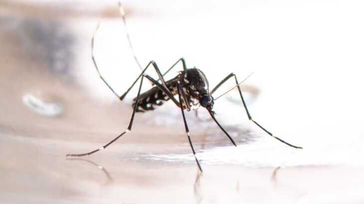 foto do mosquito Aedes albopictus, transmissor das doenças febre amarela e Chikungunya
