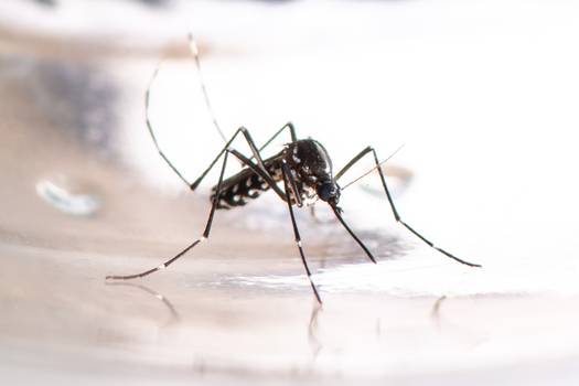 Chikungunya: sintomas, tratamento e como prevenir
