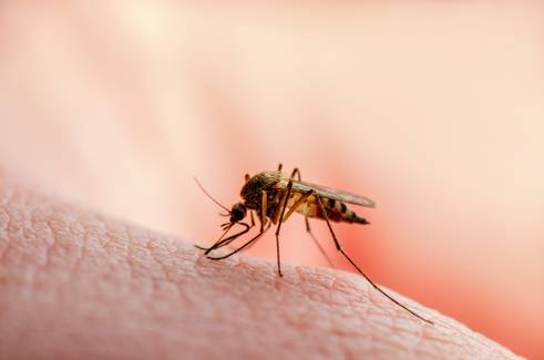 Infecção por malária: São Paulo registra dois casos