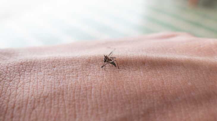 foto mostra pedaço de um braço humano com um mosquito Aedes aegypti pousado sobre