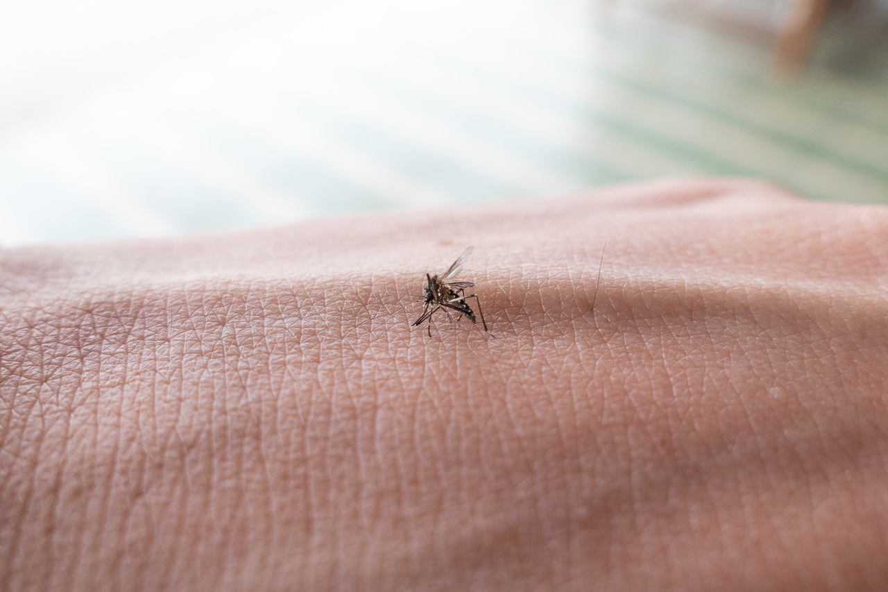 Existe um tipo sanguíneo preferido pelo Aedes aegypti?