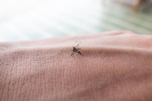 Existe um tipo sanguíneo preferido pelo Aedes aegypti?