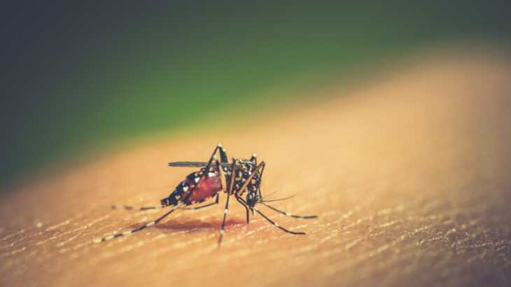 Sintomas de dengue