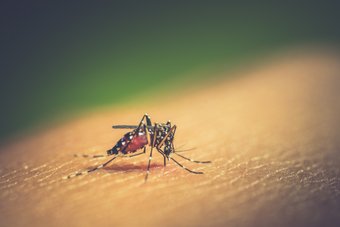 Sintomas de dengue: veja os principais e como evitar a transmissão