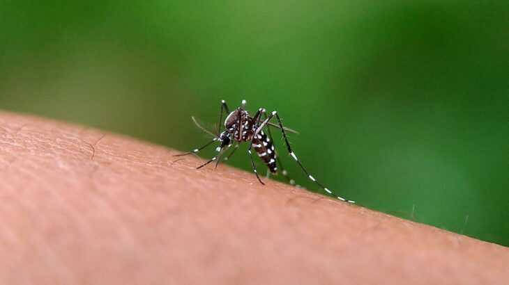 Complicações da dengue