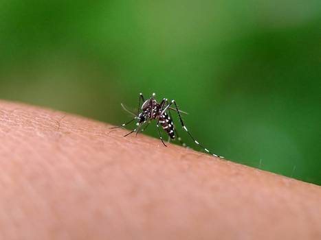Complicações da dengue: veja as principais e como se prevenir