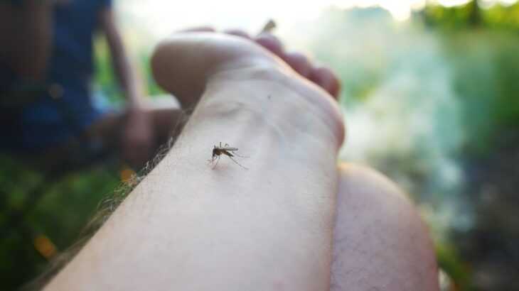 braço de uma pessoa sendo picada por um mosquito da dengue