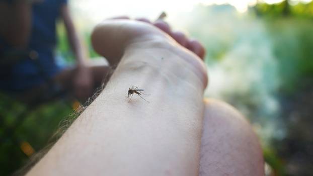 Existe uma pior fase da dengue?