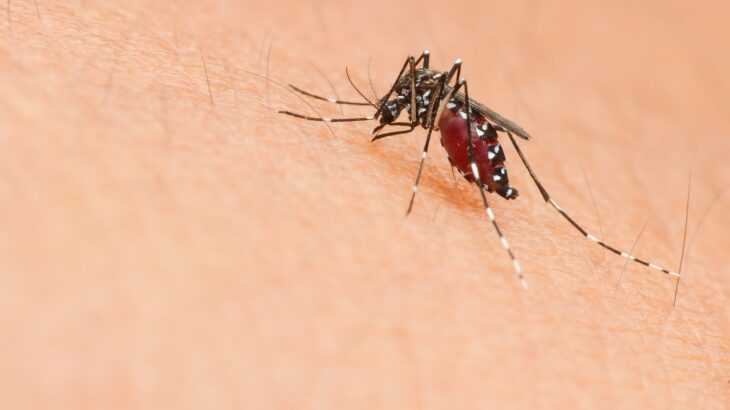 Que horas o mosquito da dengue mais pica