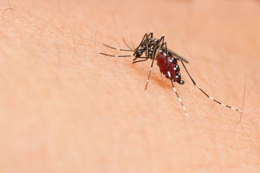 Que horas o mosquito da dengue mais pica?