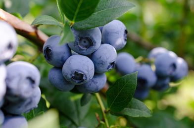 Inhame, blueberry e moringa: Conheça os benefícios dos superalimentos